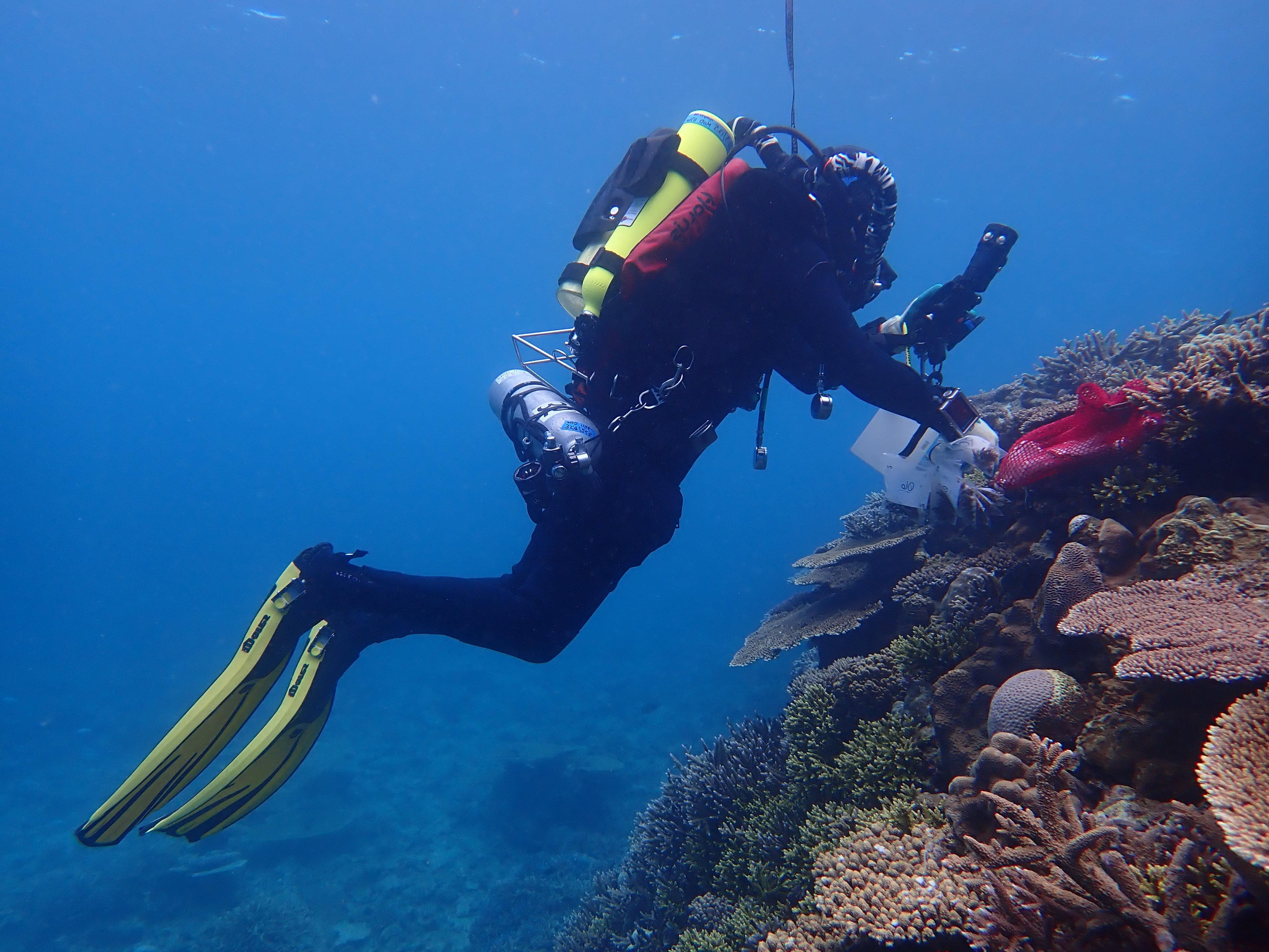 Dan Barshis scuba dives